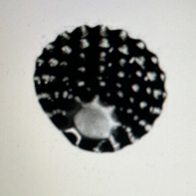 COPRISPARTIFIAMMA 60 MM UNIVERSALE A8029